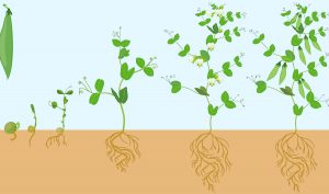 Read more about the article LIFESTYLE: Grow