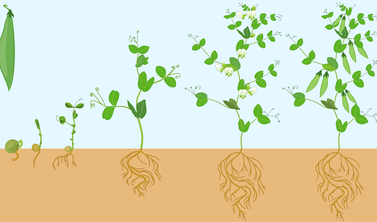 Read more about the article LIFESTYLE: Grow